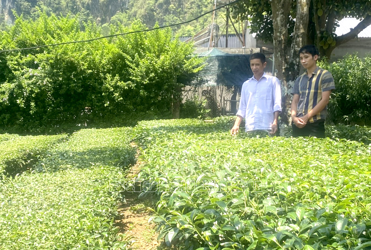 Do thời tiết nắng nóng một số diện tích chè của gia đình ông Nguyễn Quý Bắc, ở bản Tân Hợp, xã Sơn Bình phải cắt bỏ đợi lứa sau thu hoạch.